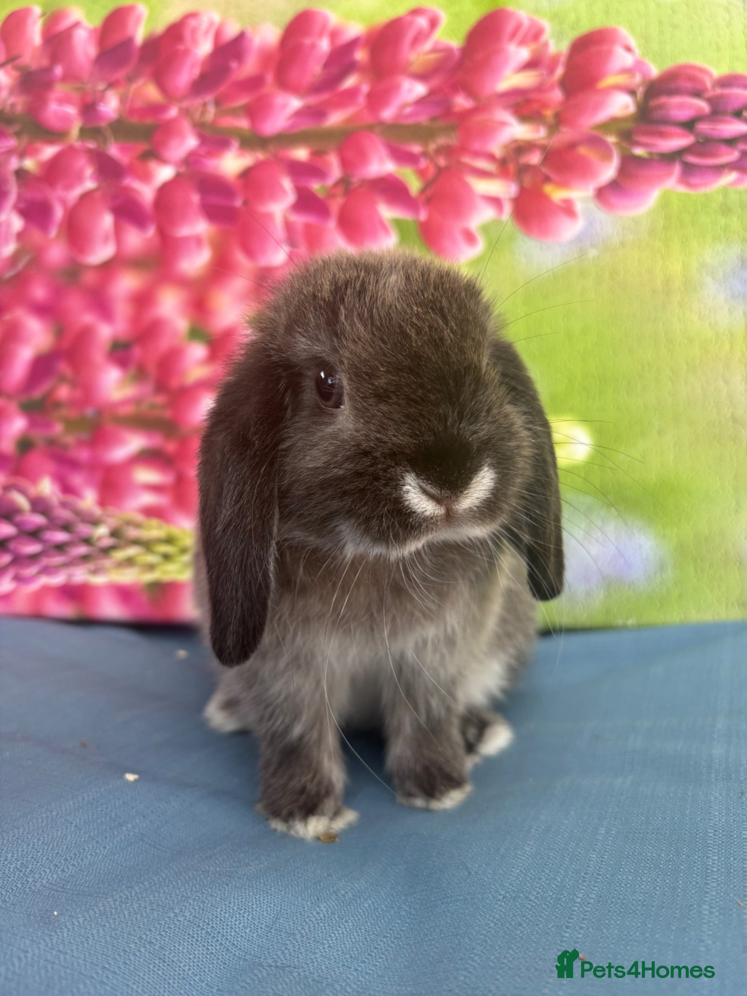 Mini Lop rabbits for sale: Mini lops - Advert 9
