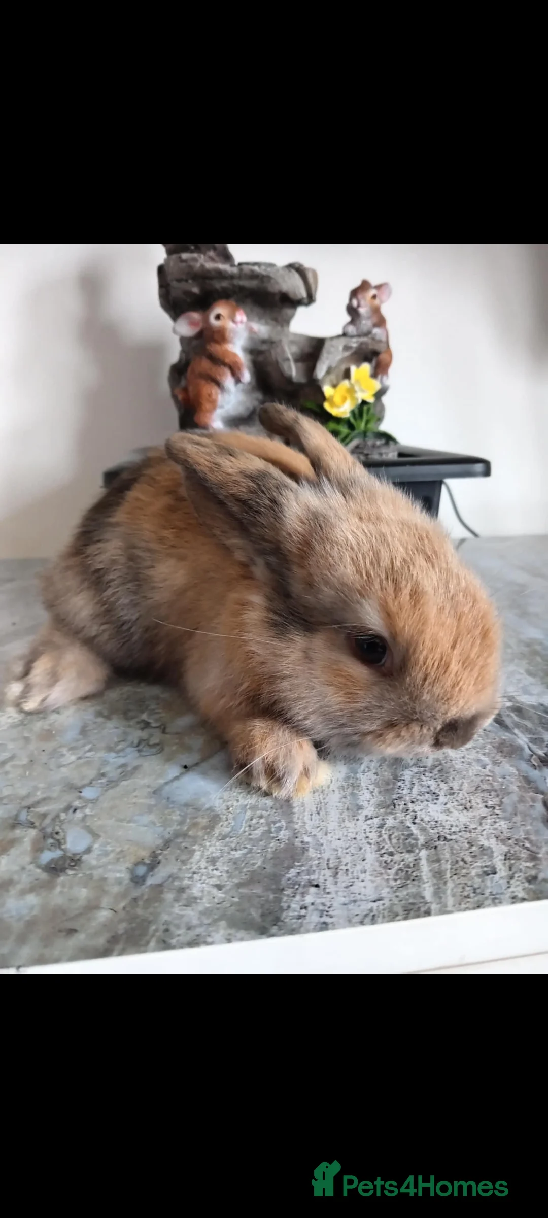 Mini Lop rabbits for sale: Baby lops - Advert 3