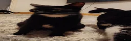 Mixed Breed cats for sale: Male and female kittens  - Advert 2