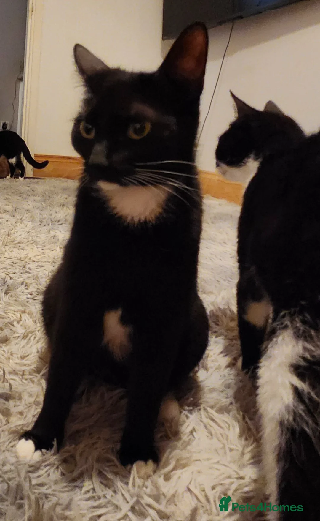 Mixed Breed cats for sale: Male and female kittens  - Advert 2