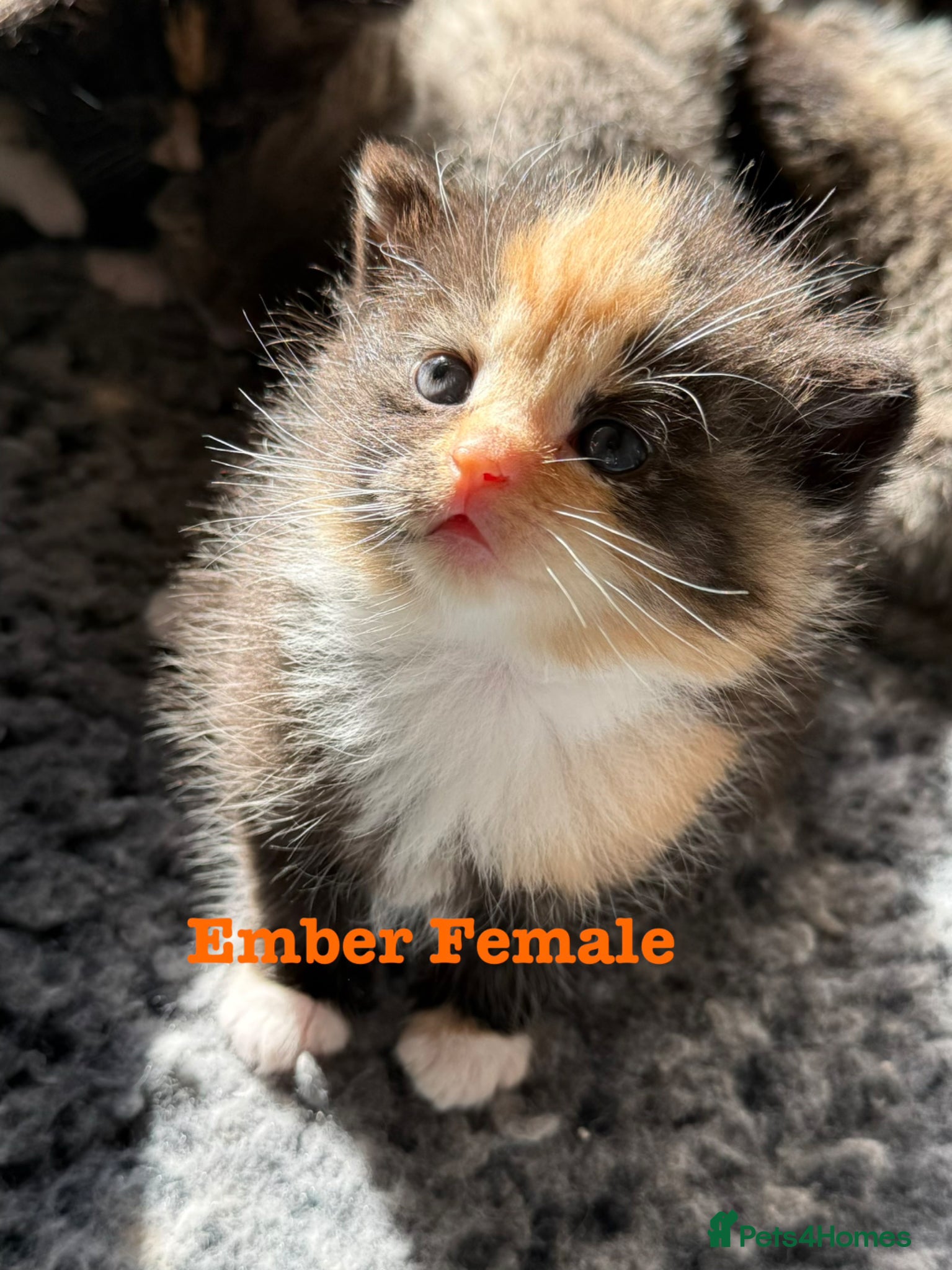 Maine Coon cats Beautiful Maine coon babies - Advert 4