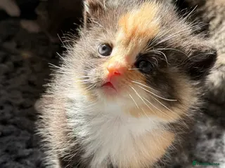 Maine Coon cats Beautiful Maine coon babies - Advert 4