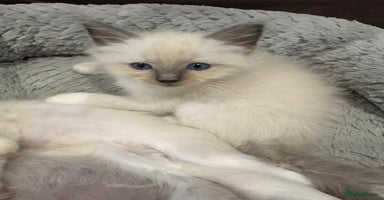 Ragdoll cats - Advert 5