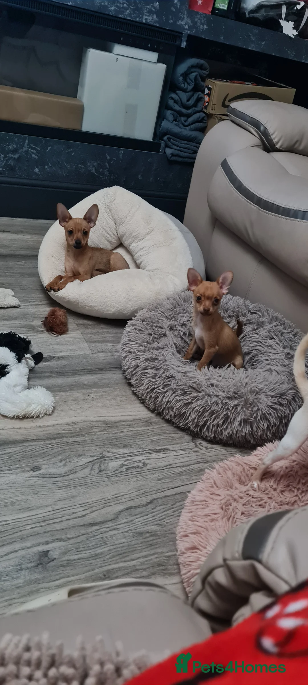 Mixed Breed dogs for sale: Attention...tree mixed chihuahua puppys for sale.. - Advert 1