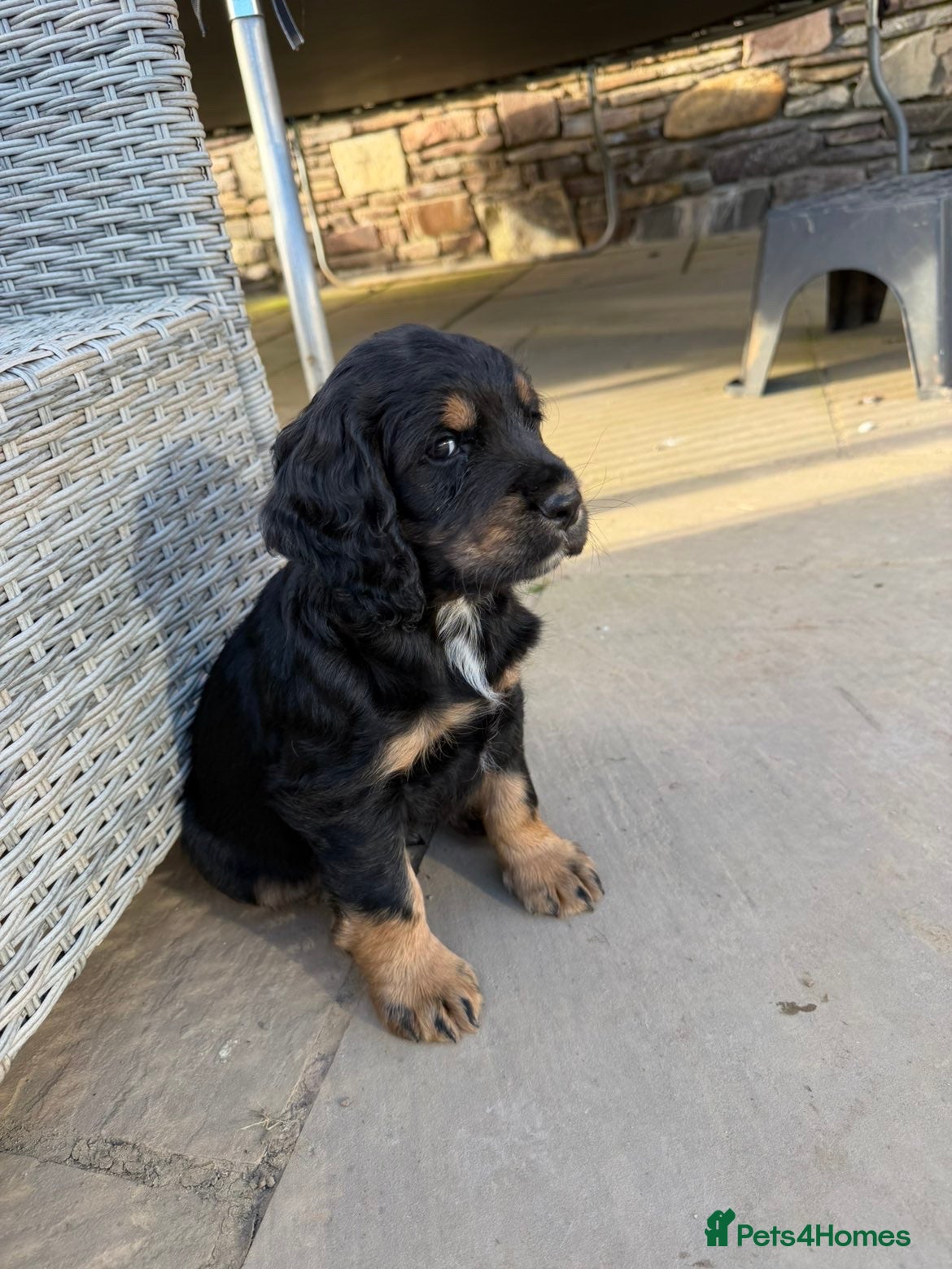 Cocker Spaniel dogs 🐾KC black white & tan Cocker spaniel Boy - Advert 16