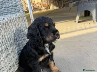 Cocker Spaniel dogs 🐾KC black white & tan Cocker spaniel Boy - Advert 16
