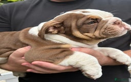 English Bulldog dogs for sale: Here come the Girls - Image 20