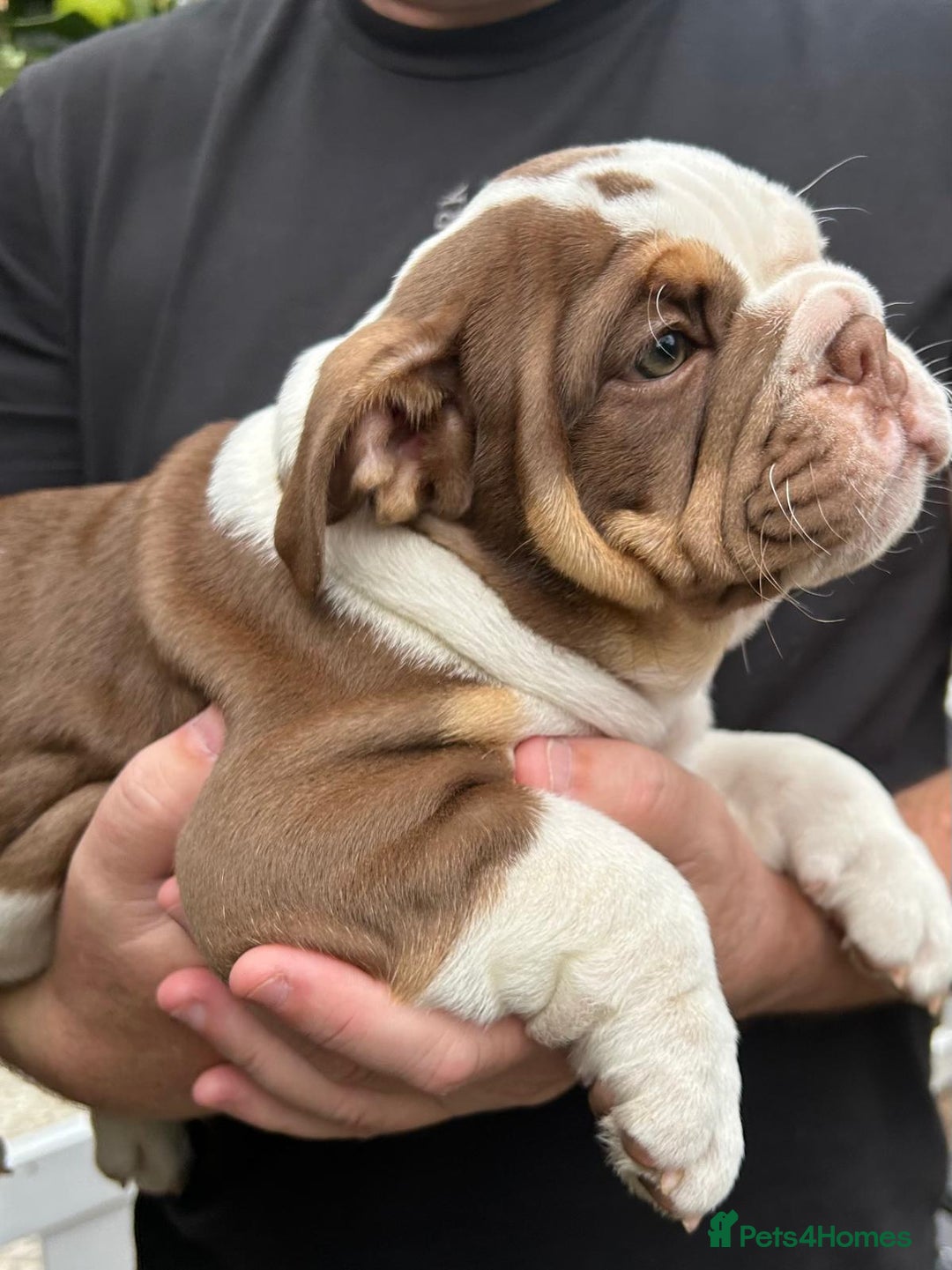 English Bulldog dogs for sale: Here come the Girls - Image 20