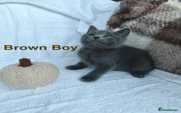 Mixed Breed cats for sale: Russian blue&British shorthair kittens  - Image 8