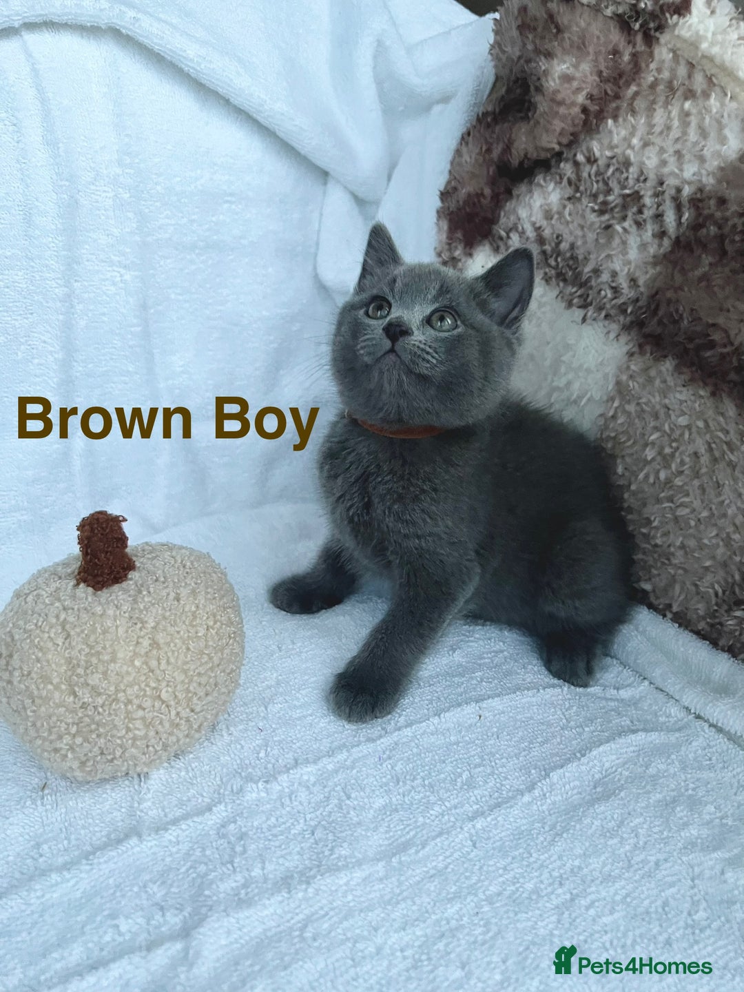 Mixed Breed cats for sale: Russian blue&British shorthair kittens  - Image 8