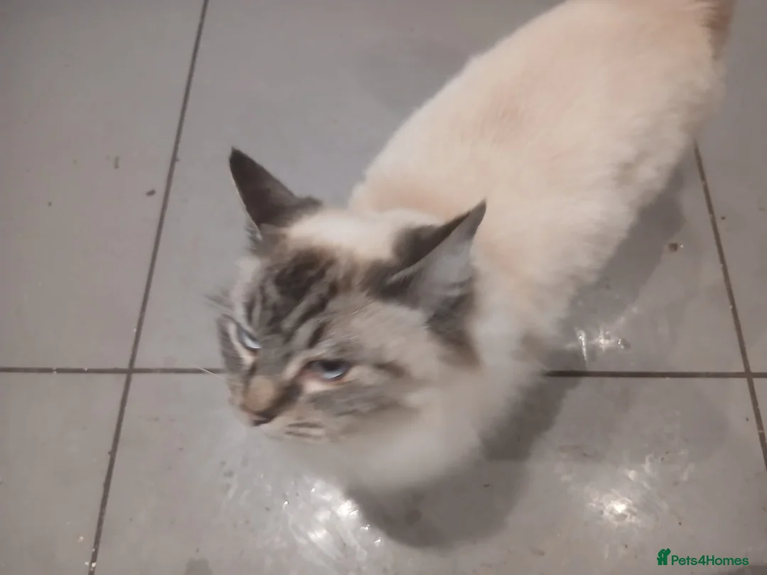 Mixed Breed cats for sale: Family cat persian mixed loving  - Advert 3