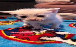 Mixed Breed cats for sale: 11 beautiful kittens  - Image 11