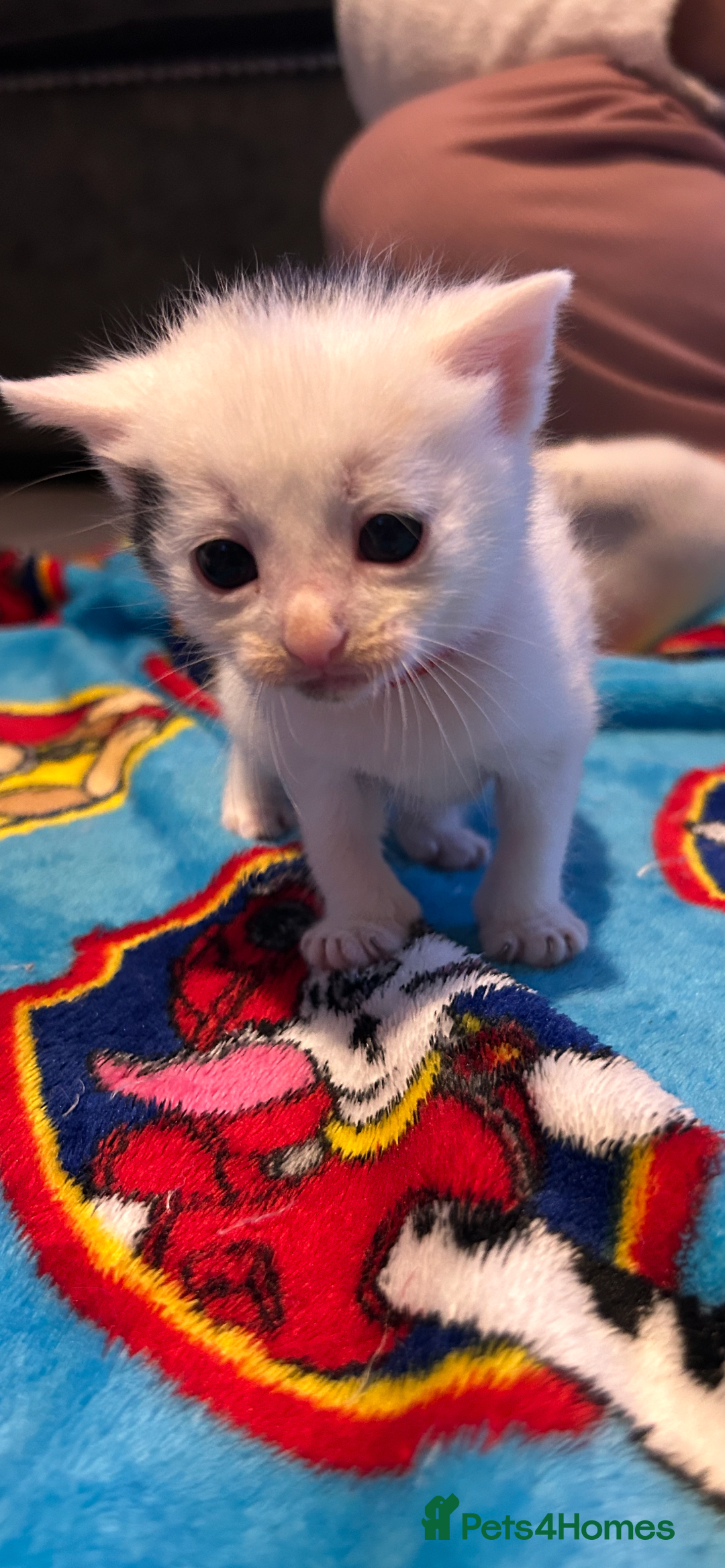 Mixed Breed cats for sale: 11 beautiful kittens  - Image 11