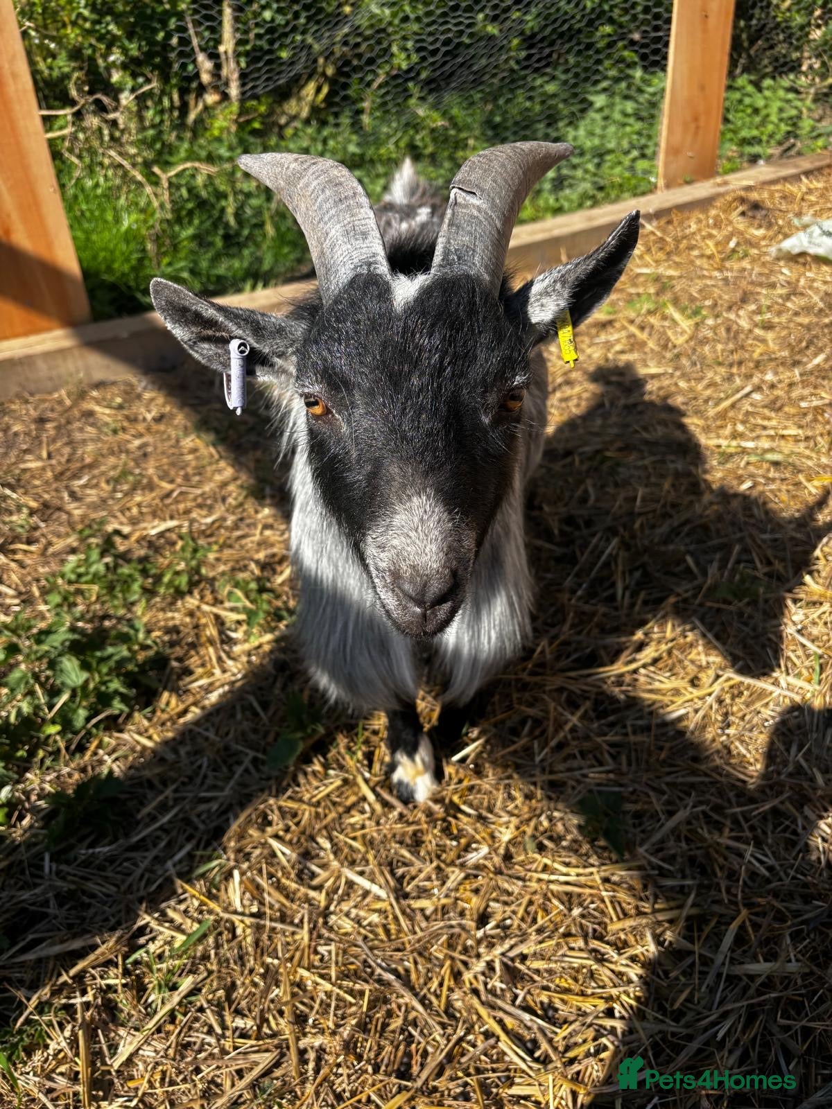 Goats livestock Miniature Pygmy Billy looking for a new home - Advert 2