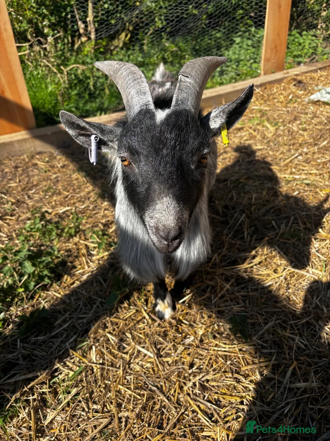 Goats livestock for sale: Miniature Pygmy Billy looking for a new home in Doncaster - Advert 1