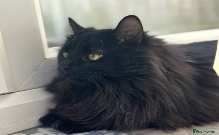 Maine Coon cats Maine coon cross male  - Advert 7