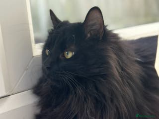 Maine Coon cats Maine coon cross male - Advert 16