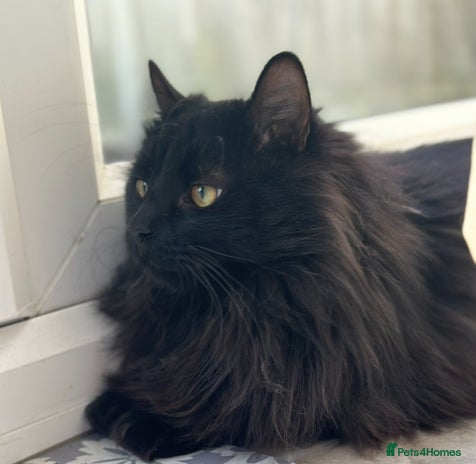 Maine Coon cats Maine coon cross male - Advert 5