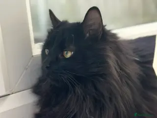 Maine Coon cats Maine coon cross male - Advert 5