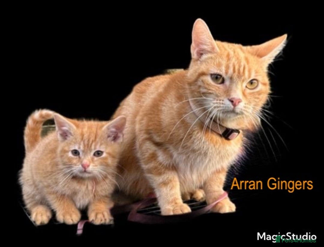 Mixed Breed cats for sale: Pure Ginger GIRLS - Image 6