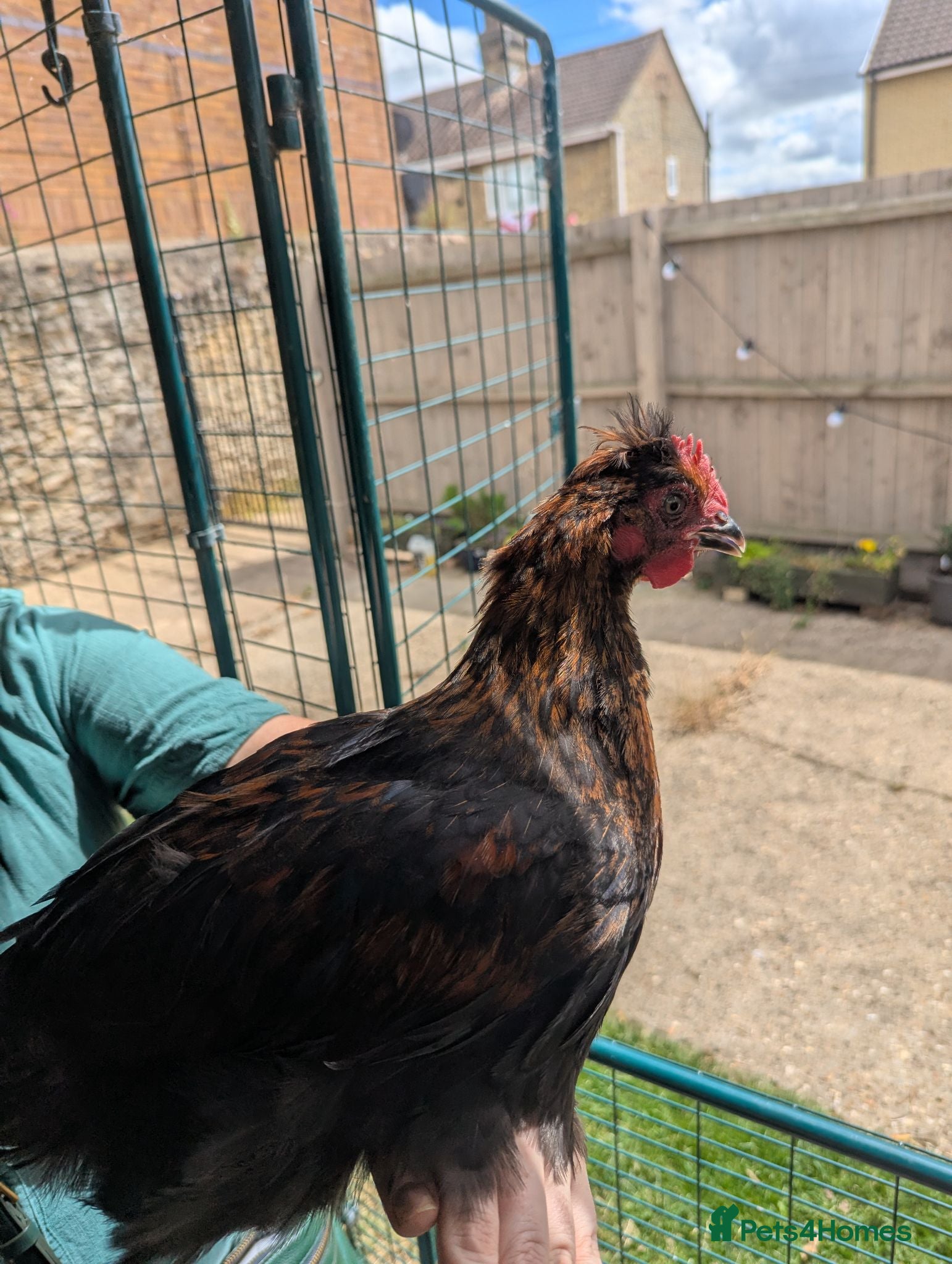Chickens poultry Maran cockerel - Advert 1