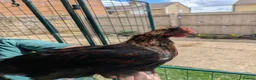 Chickens poultry for sale: Maran cockerel in Peterborough - Advert 1