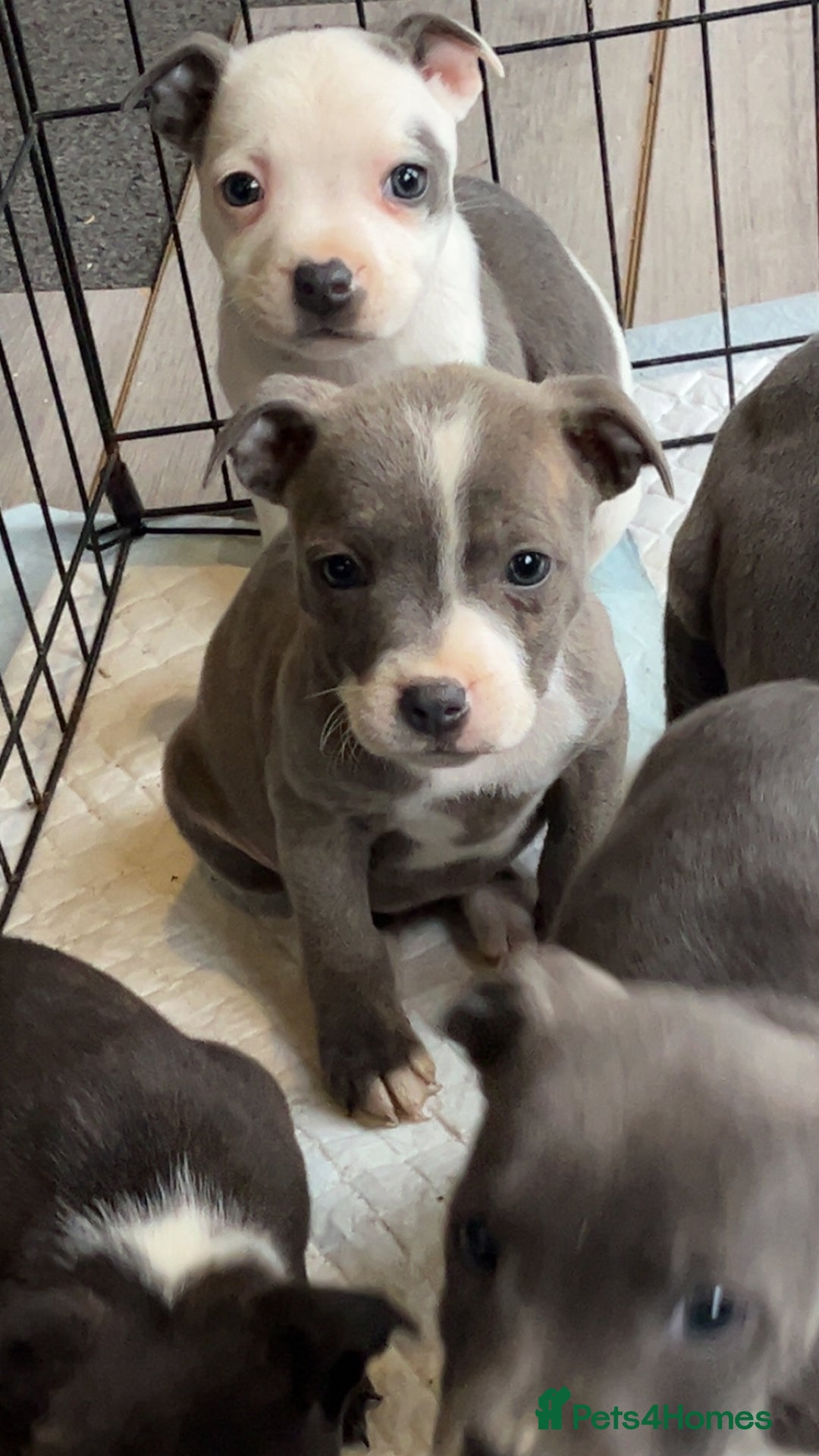 Staffordshire Bull Terrier dogs for sale: Staffordshire bull terrier pups  - Advert 4