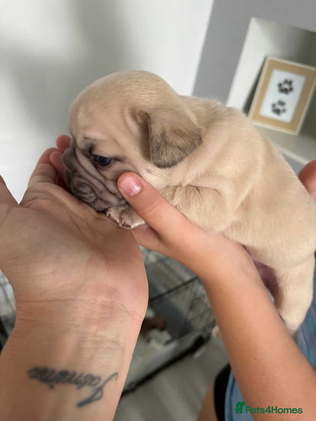 French Bulldog dogs for sale: 4 beautiful ** frenchies  - Image 3