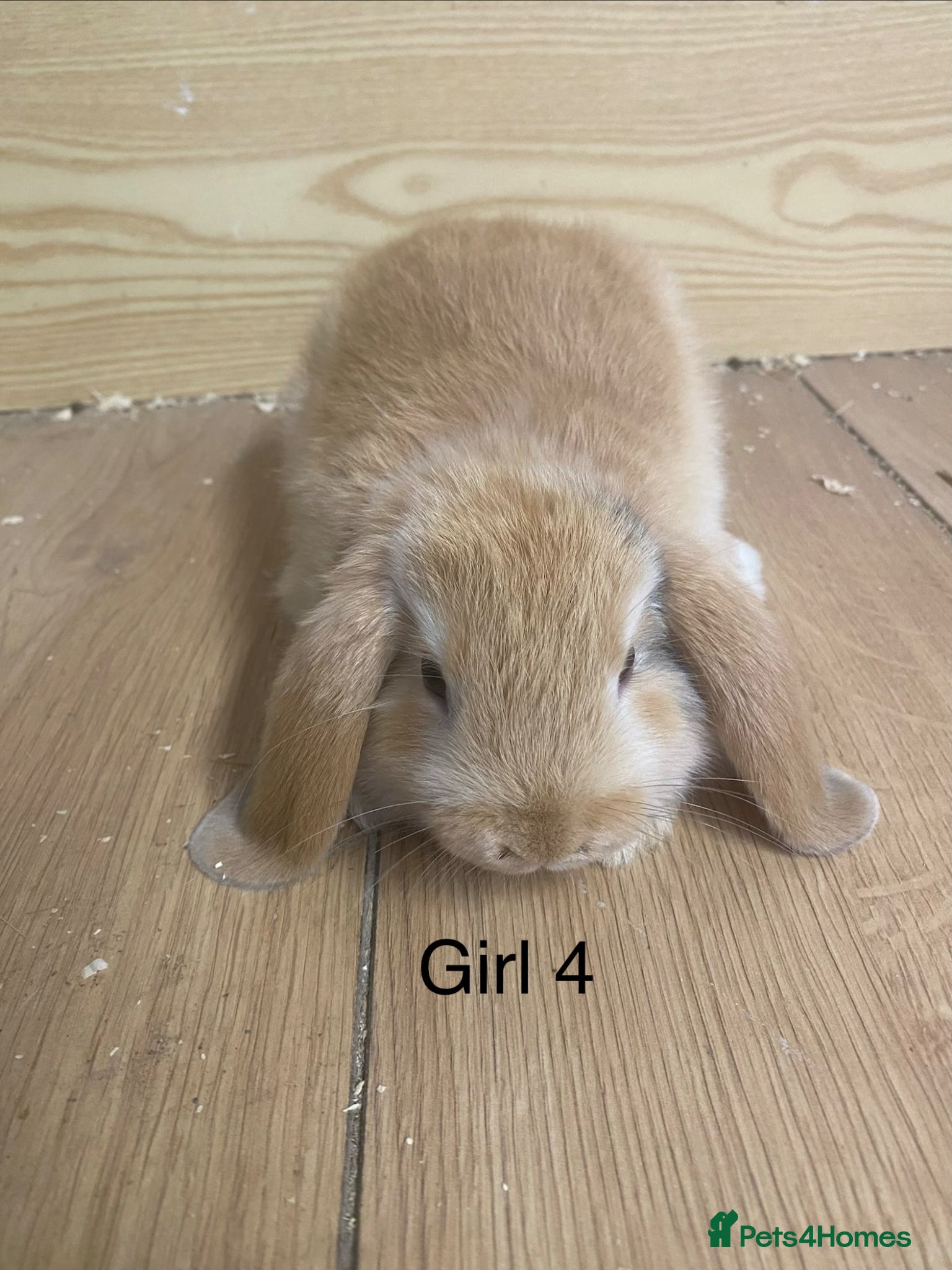 Mini Lop rabbits Beautiful litter of mini lop bunnies - Advert 1