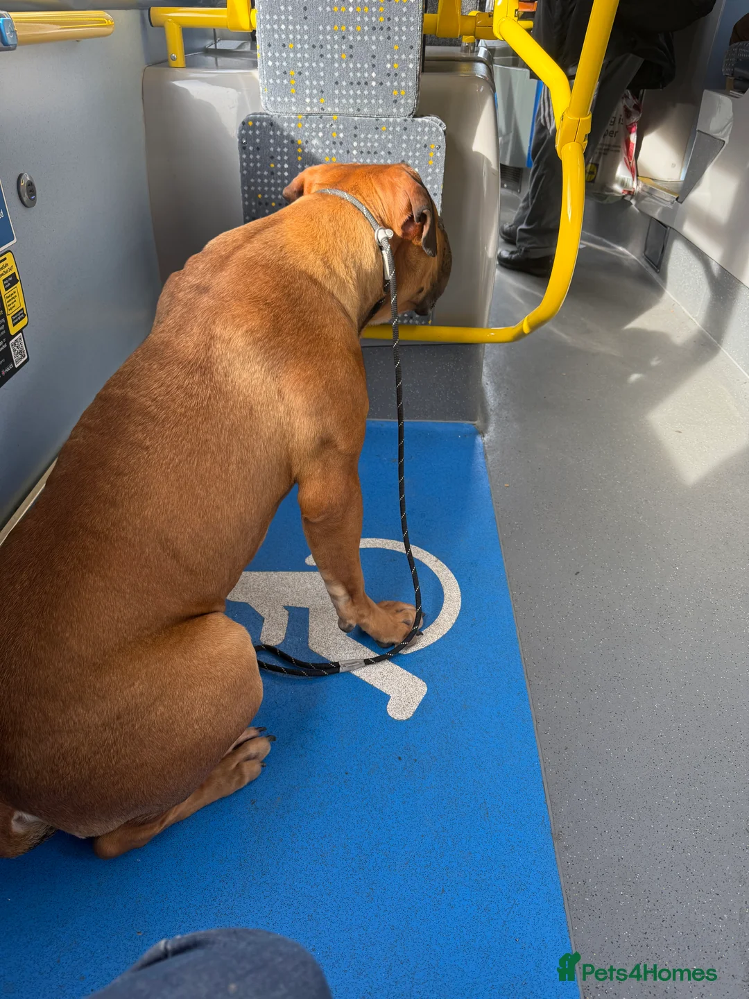 Boerboel dogs for sale: Phenomenal Boerbel - Advert 7