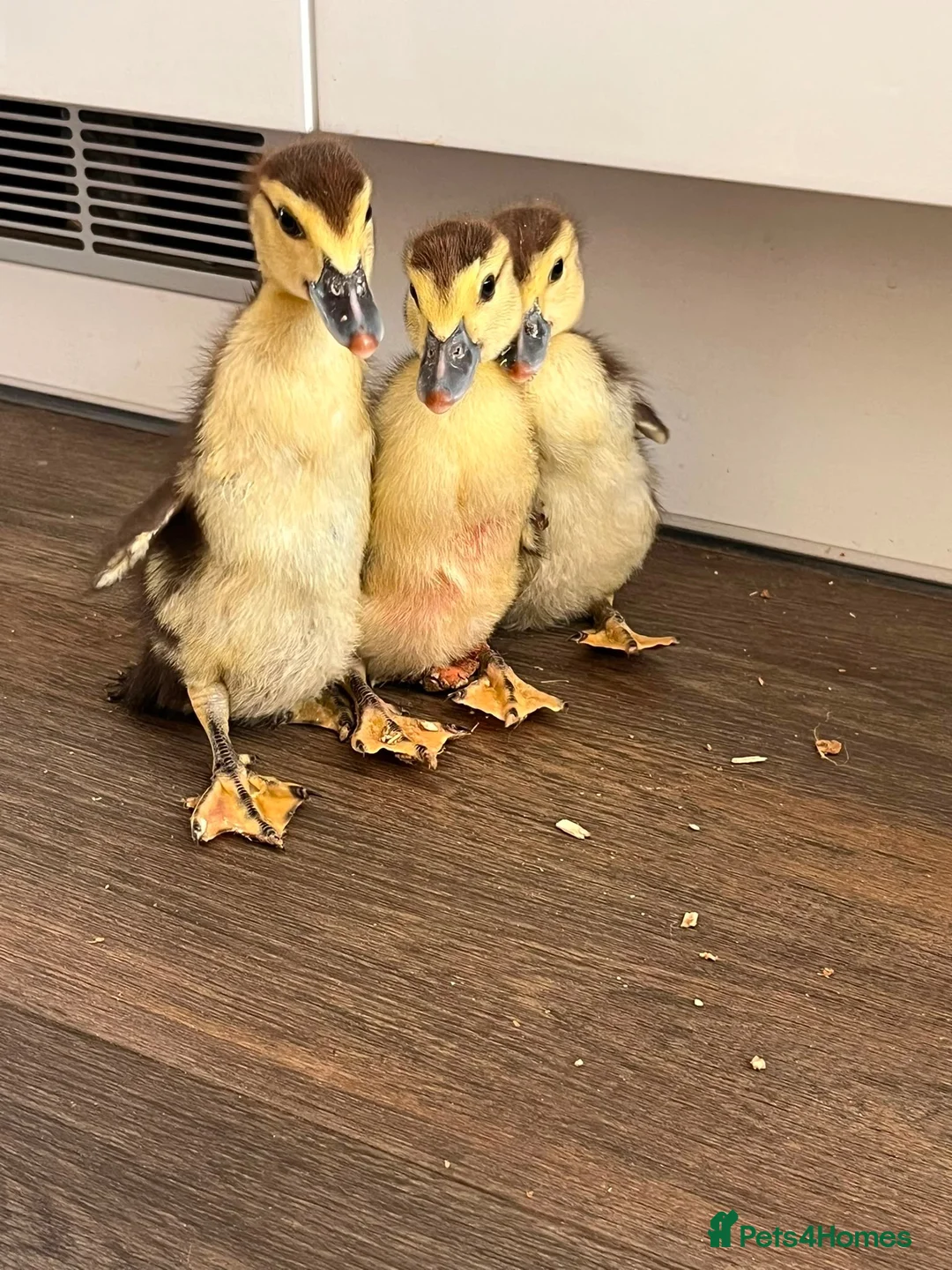 Ducks poultry for sale: Week old Muscovy ducklings free to a good home in Bedford - Advert 2