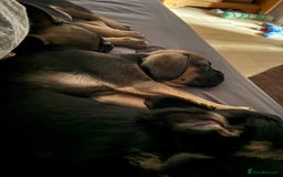 Mixed Breed dogs for sale: french bull dog x carin terrier girls x - Image 10