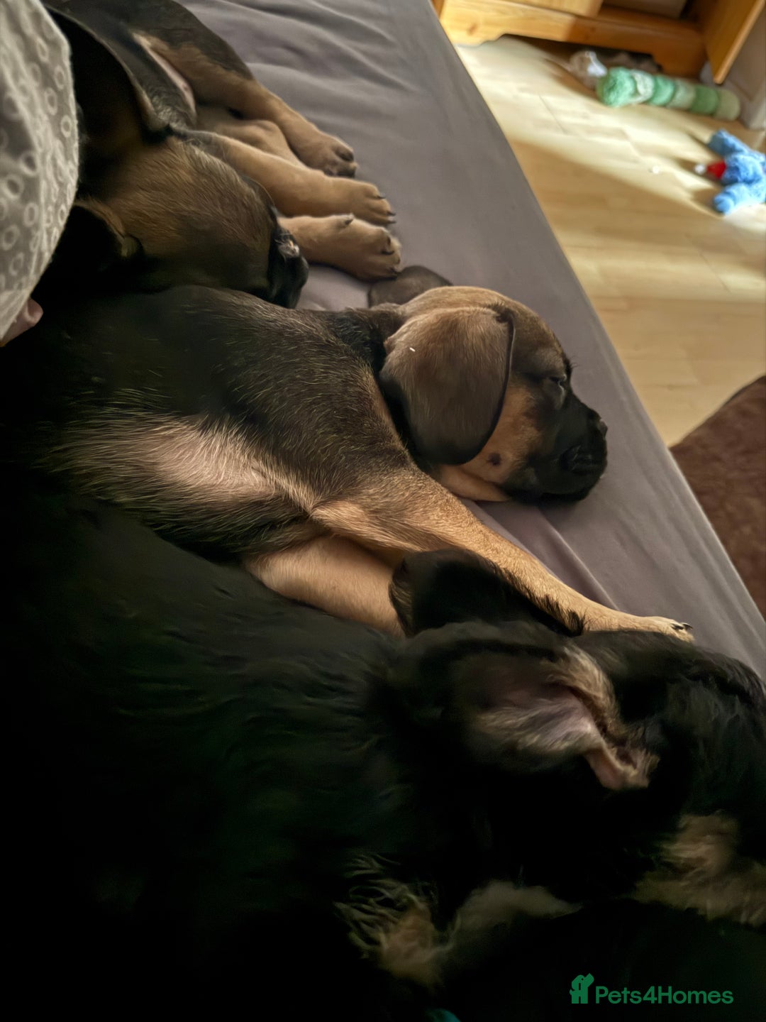 Mixed Breed dogs for sale: french bull dog x carin terrier girls x - Image 10