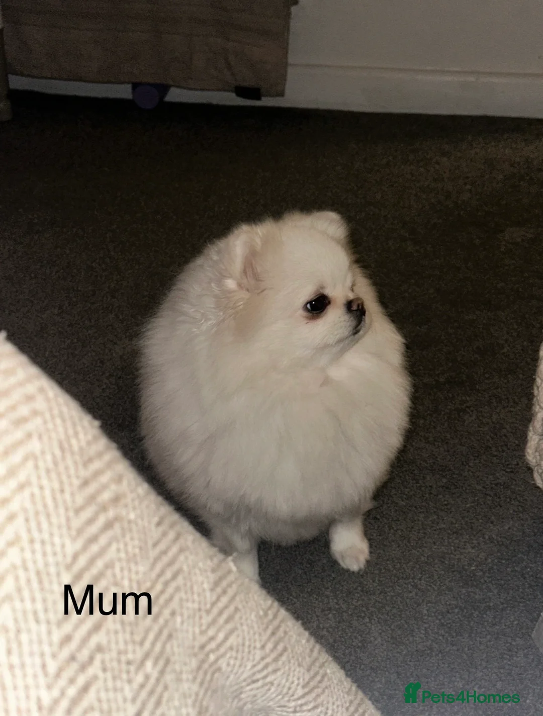 Pomeranian dogs for sale: Beautiful White Pomeranian Puppy  - Advert 11