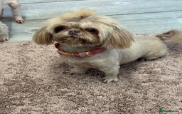 Shih Tzu dogs for sale: READY NOW . Most amazing Shih Tzu pups  - Image 4