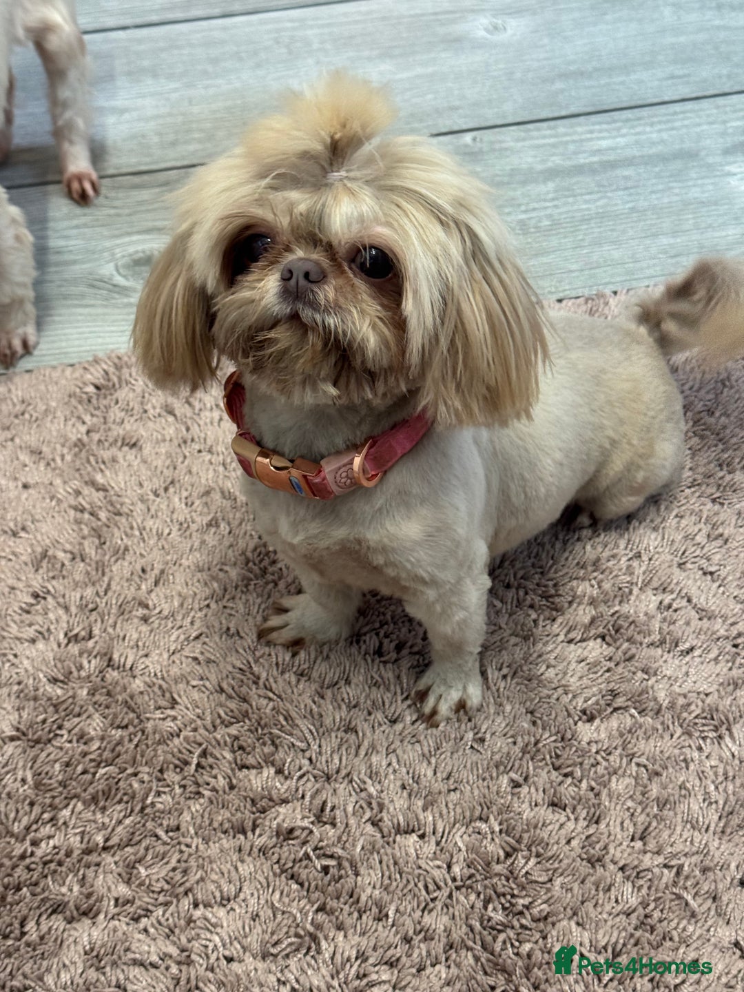 Shih Tzu dogs for sale: READY NOW . Most amazing Shih Tzu pups  - Image 4