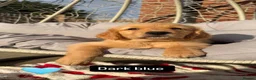 Golden Retriever dogs for sale: Golden retriever puppies  - Advert 5