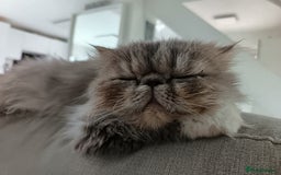 Persian cats for sale: Persian Female - Image 4