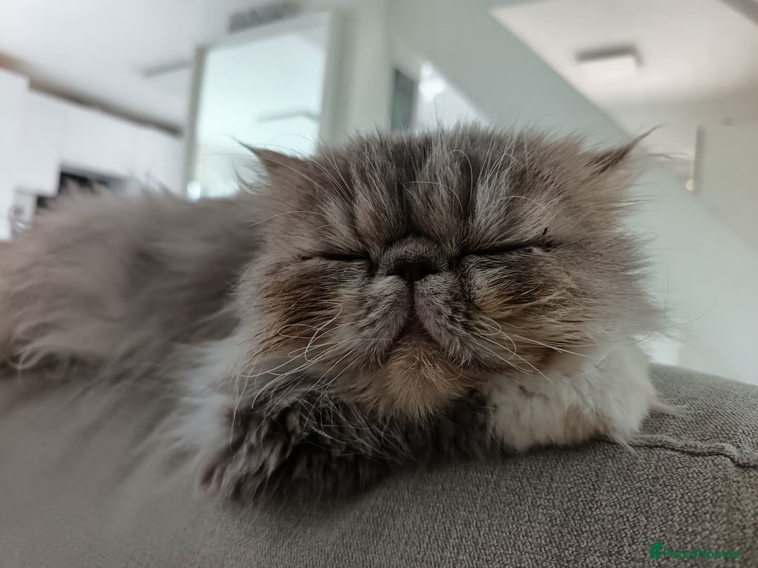 Persian cats for sale: Persian Female - Image 4