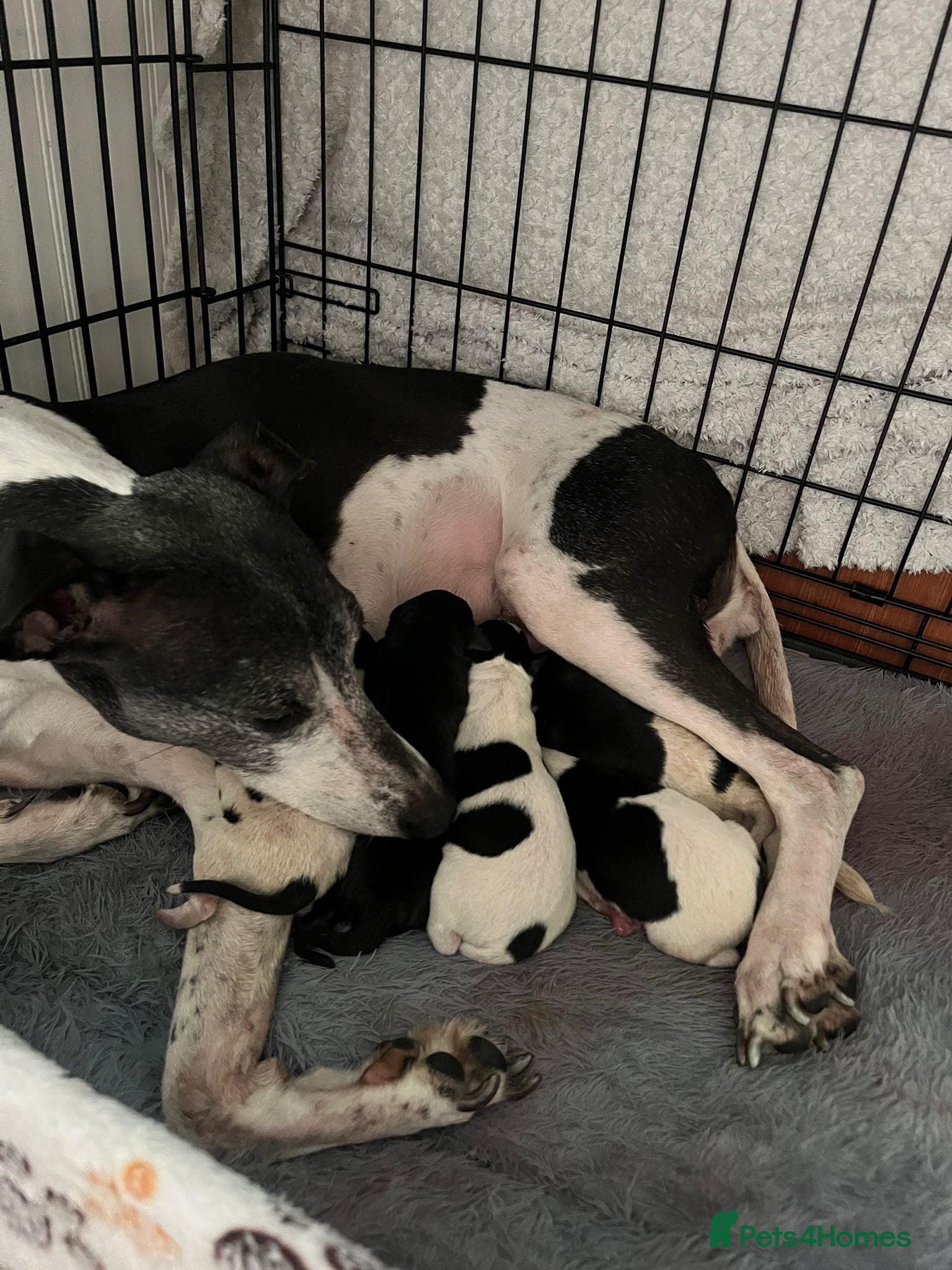 Whippet dogs Top quality whippets ready this weekend  - Advert 2