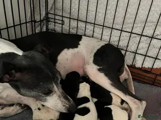 Whippet dogs Top quality whippets ready this weekend - Advert 1