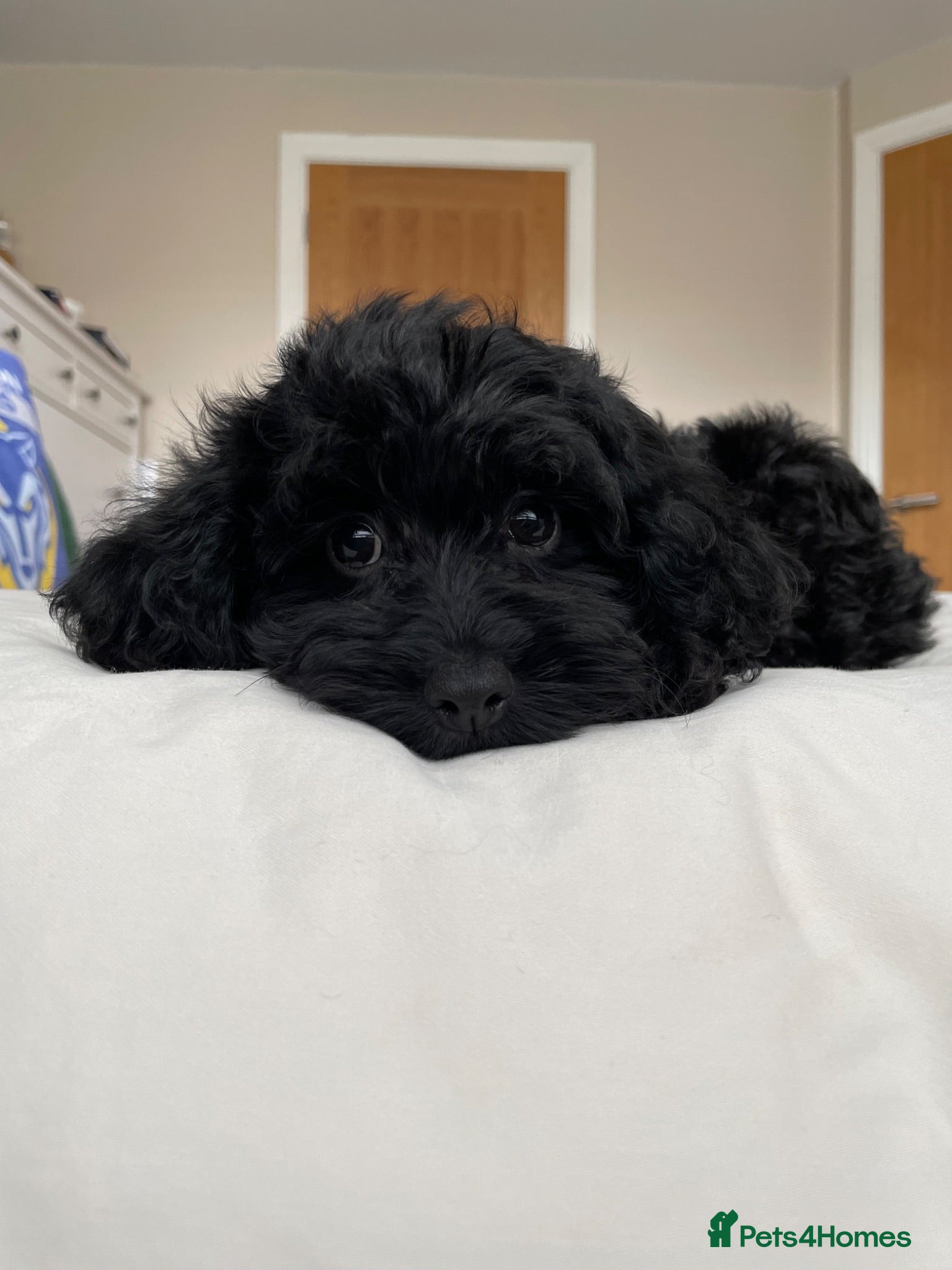Cockapoo dogs Health tested, fully vaccinated, F1 Toy cockapoos - Advert 2