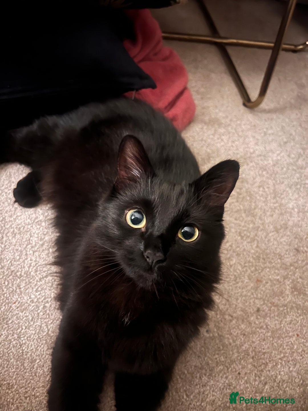 British Longhair cats for sale: Long Hair Black Cat  - Image 2