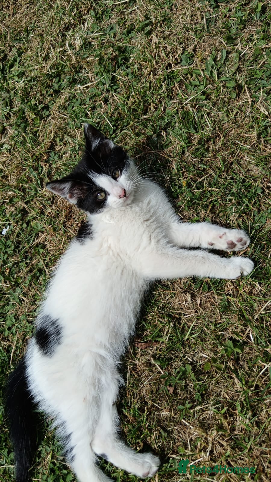 Mixed Breed cats for sale: Kittens for sale  in Peterborough - Advert 5