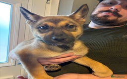 Mixed Breed dogs for sale: Siberian husky cross belgian malinois - Image 20
