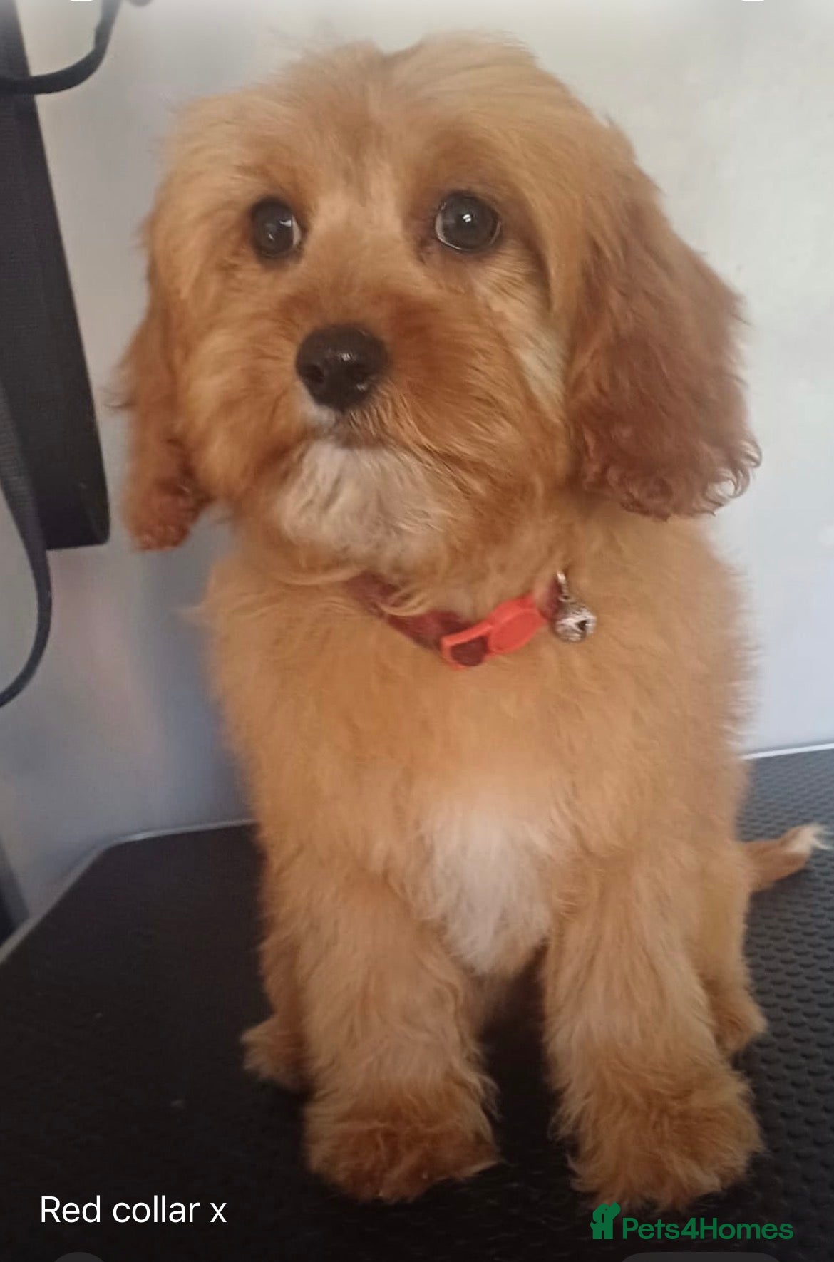 Cavapoo dogs Beautiful cavapoo puppies - Advert 2