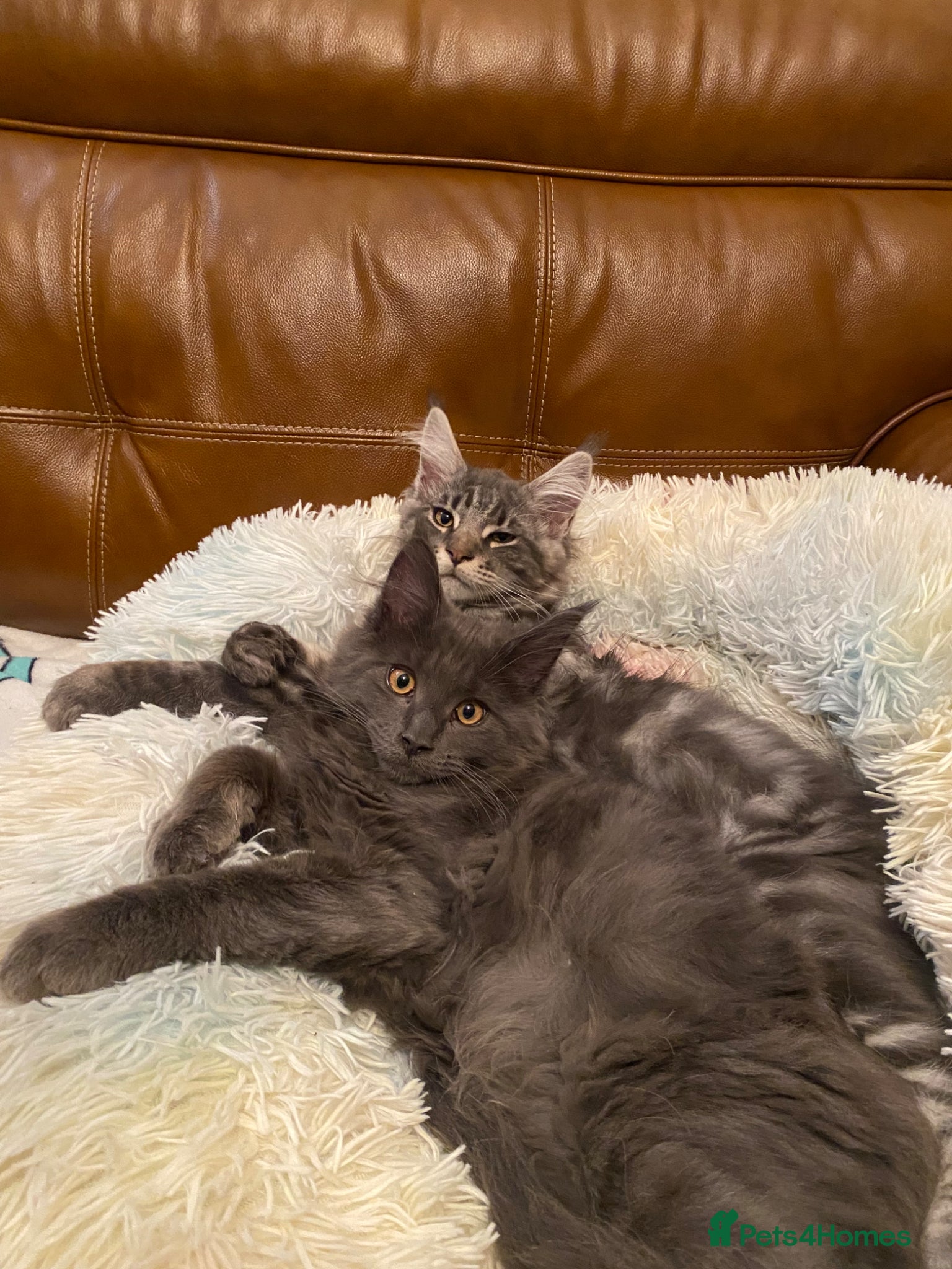 Maine Coon cats for sale: Tica boys available  - Advert 3