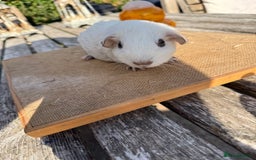 Guinea Pig rodents for sale: Pure bred California & Swiss guineapigs  - Image 20