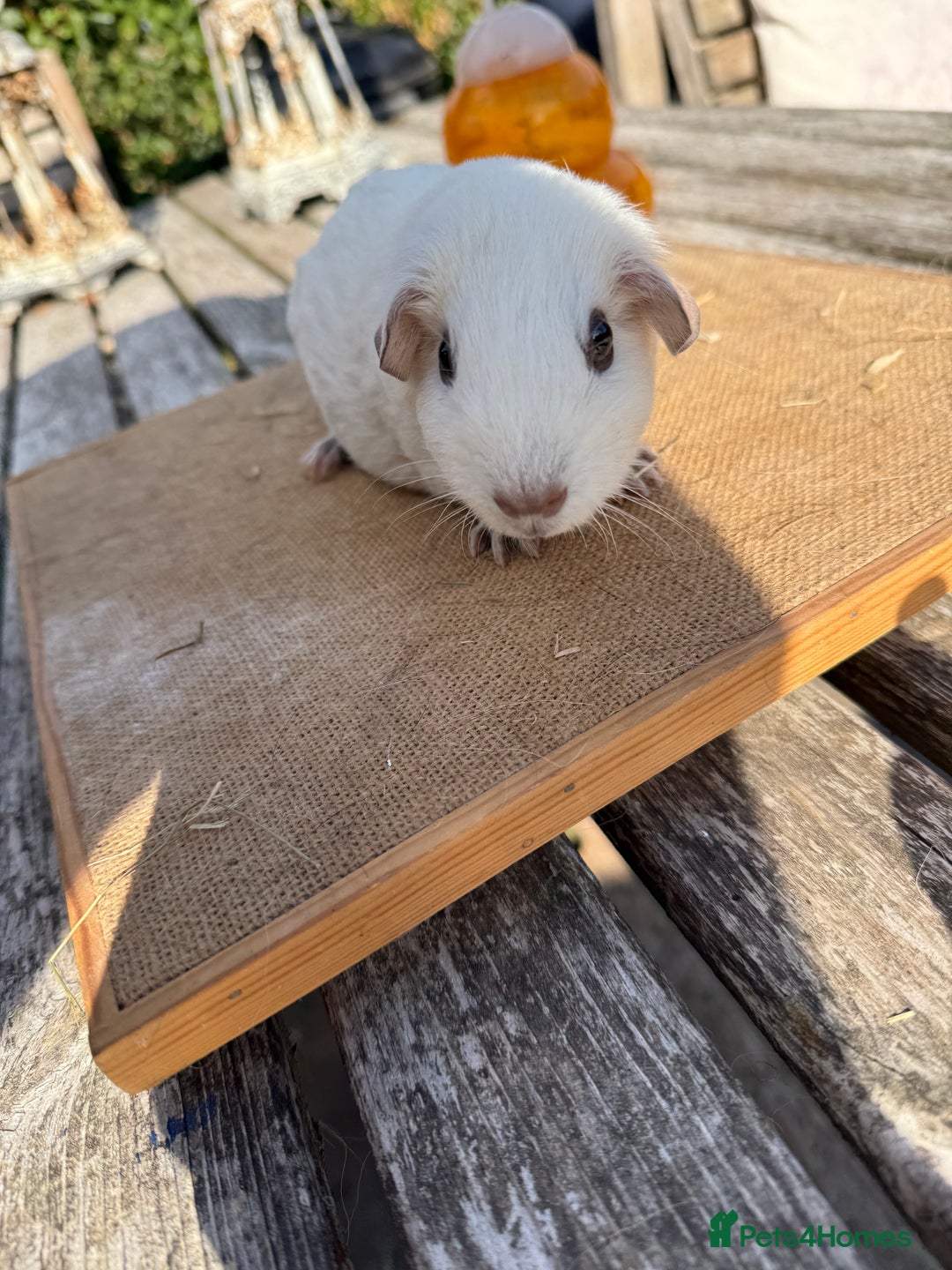 Guinea Pig rodents for sale: Pure bred California & Swiss guineapigs  - Image 20
