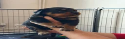 Rottweiler dogs for sale: Pure Breed Rottweiler  - Advert 27